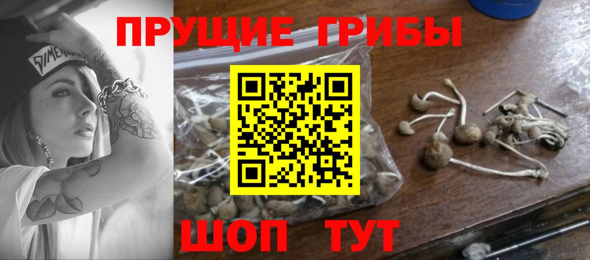 Псилоцибиновые грибы Magic Shrooms Курчалой